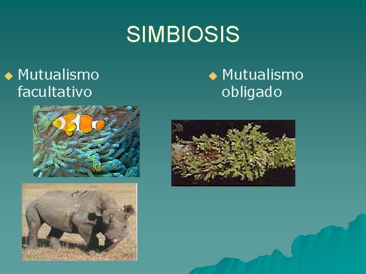 SIMBIOSIS u Mutualismo facultativo u Mutualismo obligado 