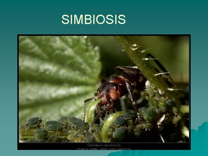 SIMBIOSIS 