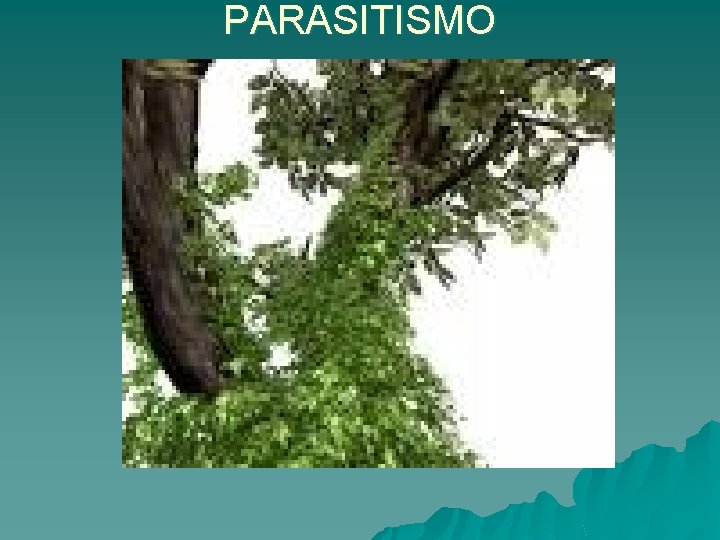 PARASITISMO 