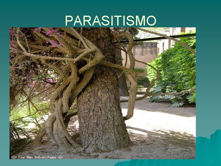PARASITISMO 