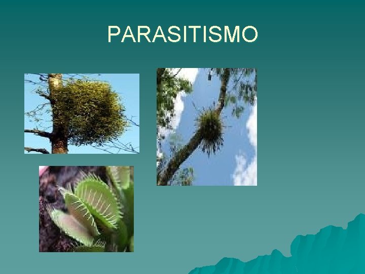 PARASITISMO 