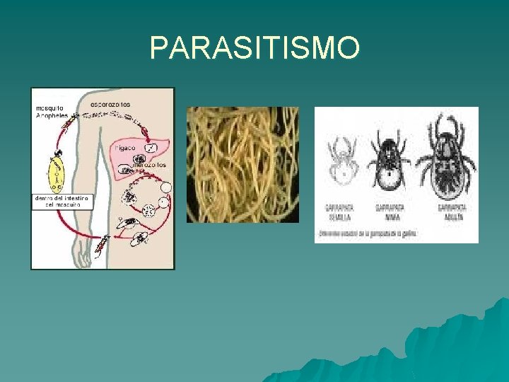 PARASITISMO 
