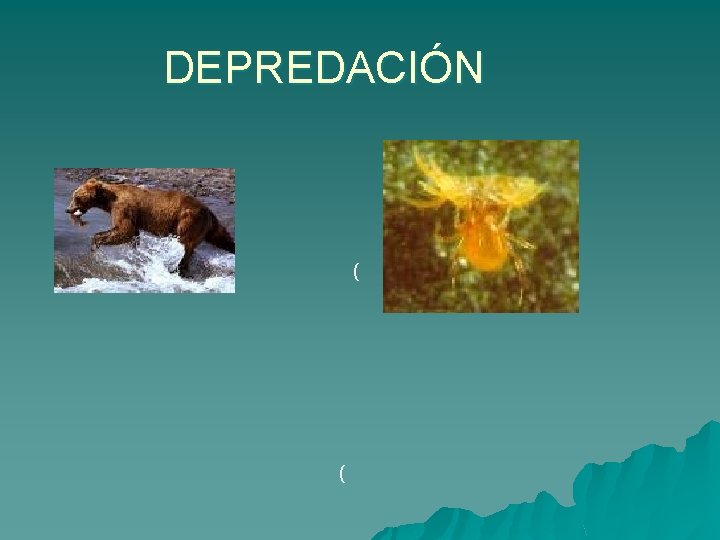 DEPREDACIÓN ( ( 