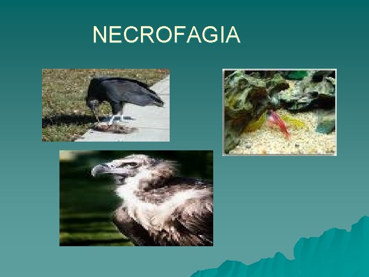 NECROFAGIA 