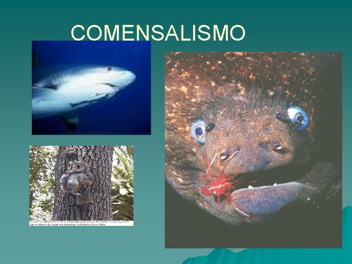 COMENSALISMO 