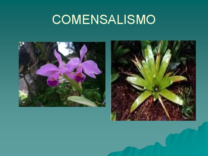 COMENSALISMO 