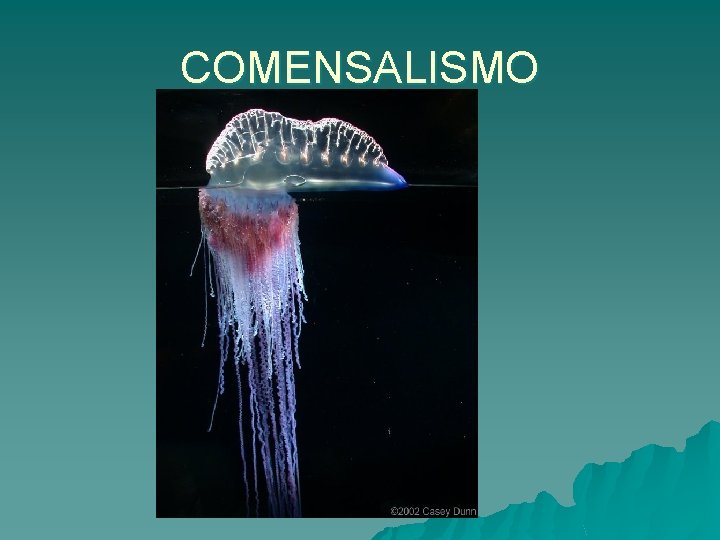 COMENSALISMO 