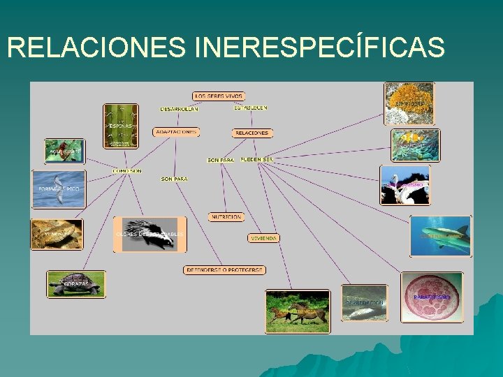 RELACIONES INERESPECÍFICAS 