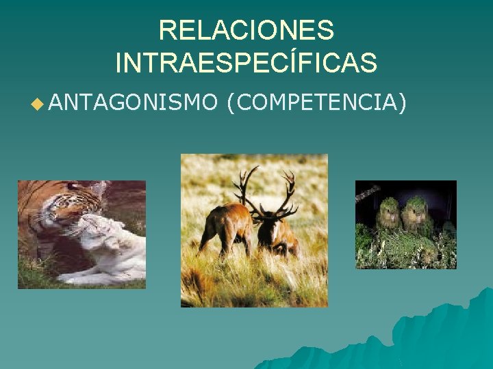 RELACIONES INTRAESPECÍFICAS u ANTAGONISMO (COMPETENCIA) 
