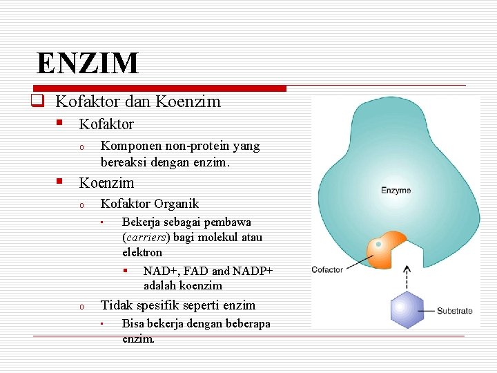 ENZIM q Kofaktor dan Koenzim § Kofaktor o § Komponen non-protein yang bereaksi dengan