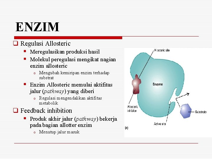 ENZIM q Regulasi Allosteric § § Meregulasikan produksi hasil Molekul peregulasi mengikat nagian enzim