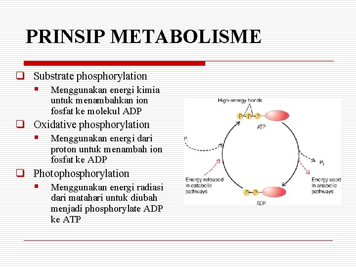 PRINSIP METABOLISME q Substrate phosphorylation § Menggunakan energi kimia untuk menambahkan ion fosfat ke