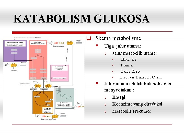 KATABOLISM GLUKOSA q Skema metabolisme § Tiga jalur utama: o Jalur metabolik utama: •