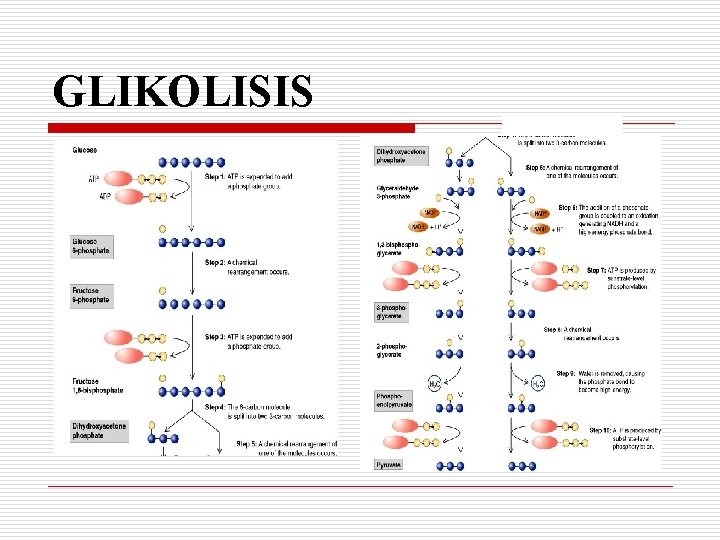 GLIKOLISIS 