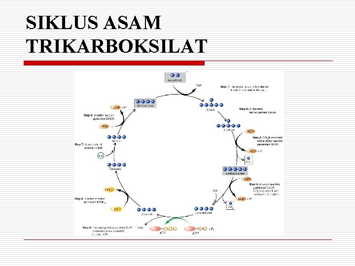 SIKLUS ASAM TRIKARBOKSILAT 