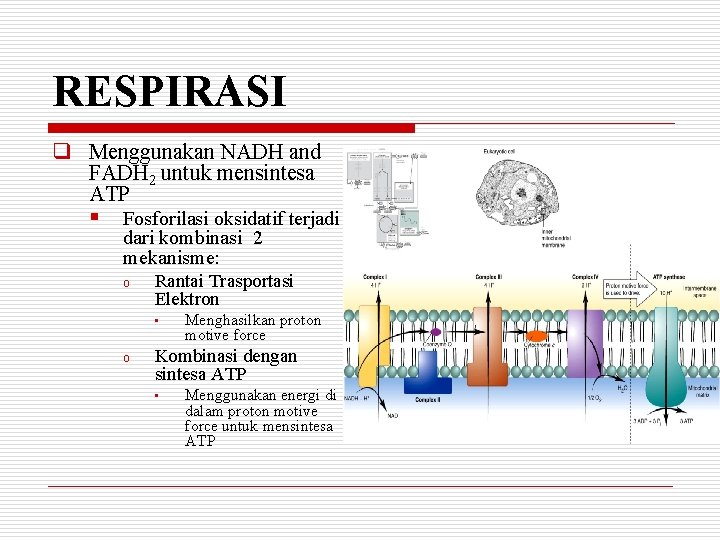 RESPIRASI q Menggunakan NADH and FADH 2 untuk mensintesa ATP § Fosforilasi oksidatif terjadi