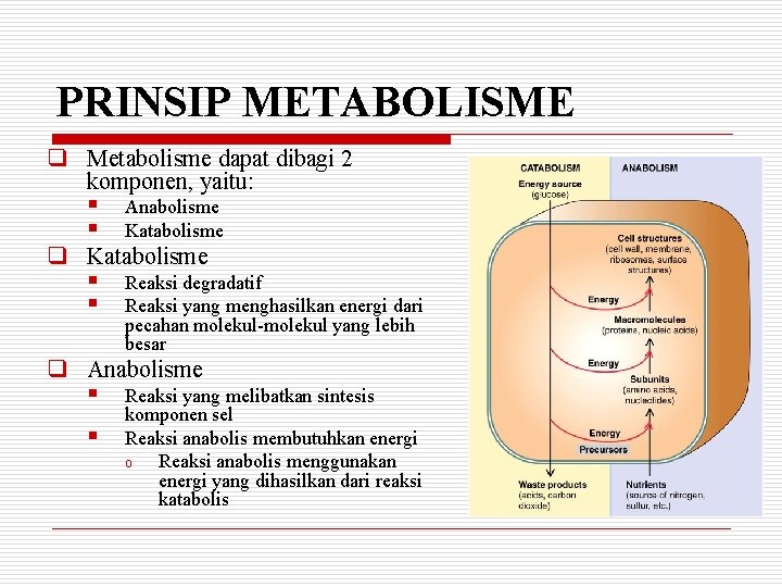 PRINSIP METABOLISME q Metabolisme dapat dibagi 2 komponen, yaitu: § Anabolisme § Katabolisme q