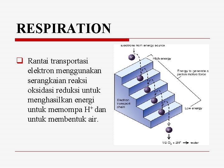 RESPIRATION q Rantai transportasi elektron menggunakan serangkaian reaksi oksidasi reduksi untuk menghasilkan energi untuk