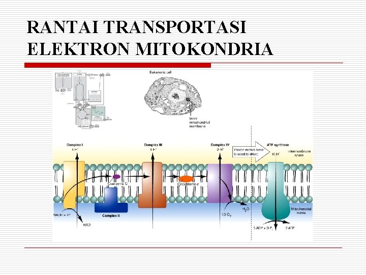 RANTAI TRANSPORTASI ELEKTRON MITOKONDRIA 