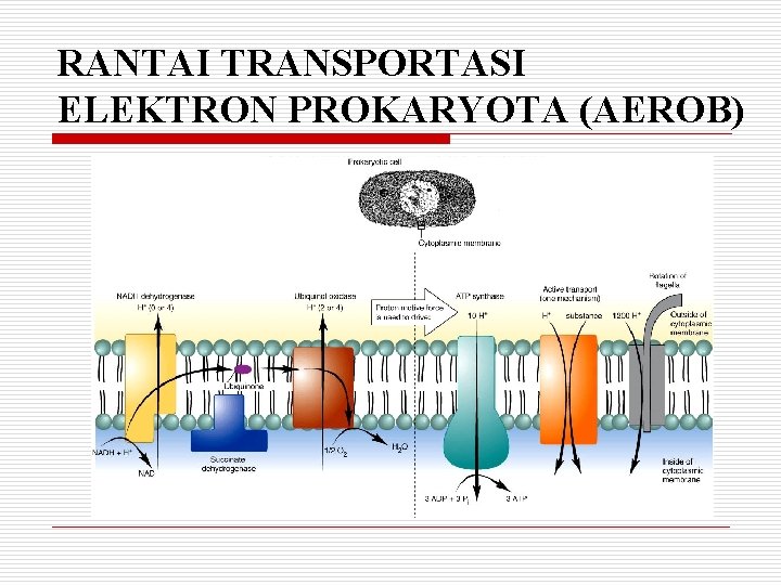 RANTAI TRANSPORTASI ELEKTRON PROKARYOTA (AEROB) 