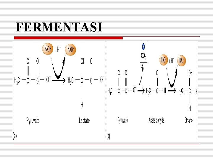 FERMENTASI 