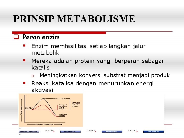 PRINSIP METABOLISME q Peran enzim § § § Enzim memfasilitasi setiap langkah jalur metabolik