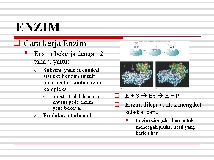 ENZIM q Cara kerja Enzim § Enzim bekerja dengan 2 tahap, yaitu: o Substrat