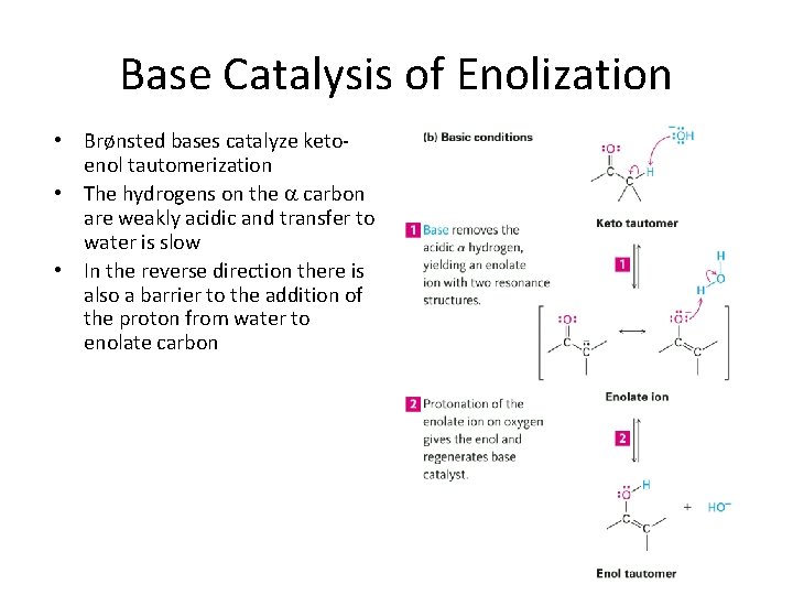 Base Catalysis of Enolization • Brønsted bases catalyze ketoenol tautomerization • The hydrogens on