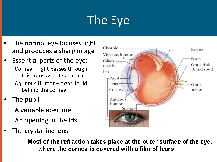 The Eye • The normal eye focuses light and produces a sharp image •