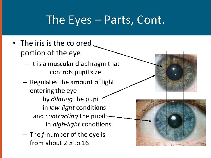 The Eyes – Parts, Cont. • The iris is the colored portion of the