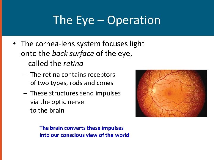 The Eye – Operation • The cornea-lens system focuses light onto the back surface