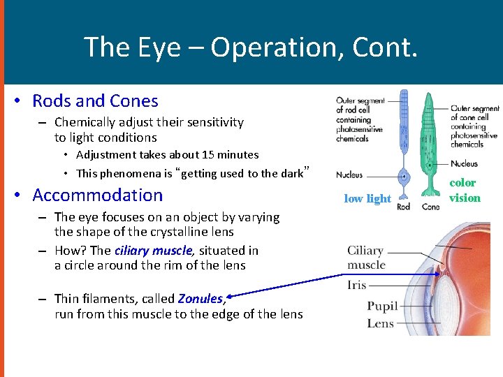 The Eye – Operation, Cont. • Rods and Cones – Chemically adjust their sensitivity