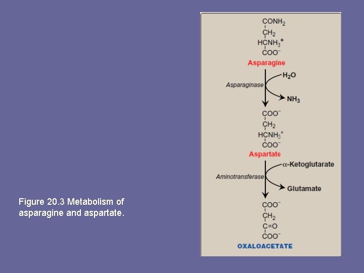 Figure 20. 3 Metabolism of asparagine and aspartate. 