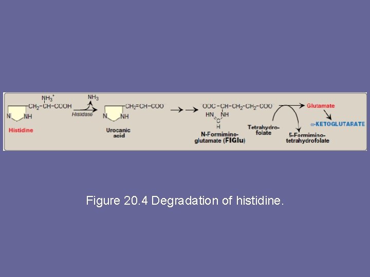 Figure 20. 4 Degradation of histidine. 