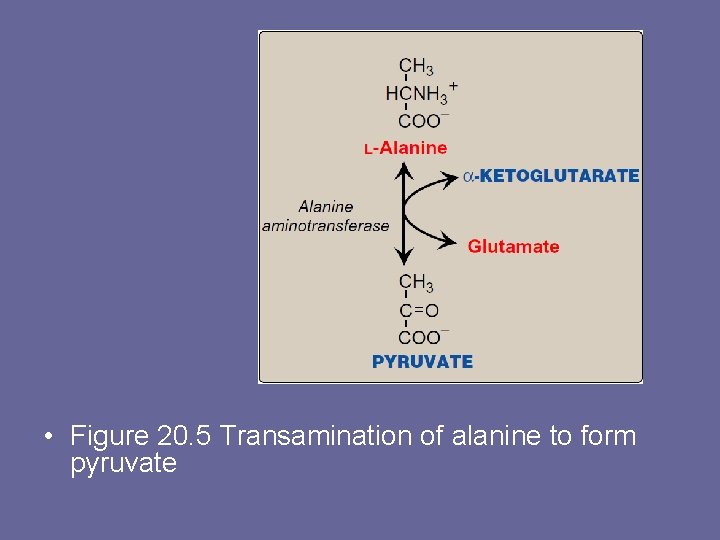  • Figure 20. 5 Transamination of alanine to form pyruvate 