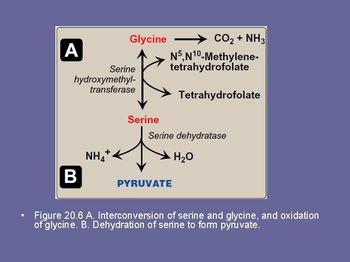  • Figure 20. 6 A. Interconversion of serine and glycine, and oxidation of