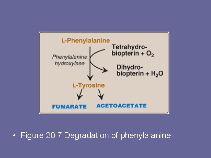  • Figure 20. 7 Degradation of phenylalanine. 