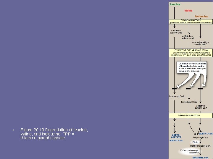  • Figure 20. 10 Degradation of leucine, valine, and isoleucine. TPP = thiamine