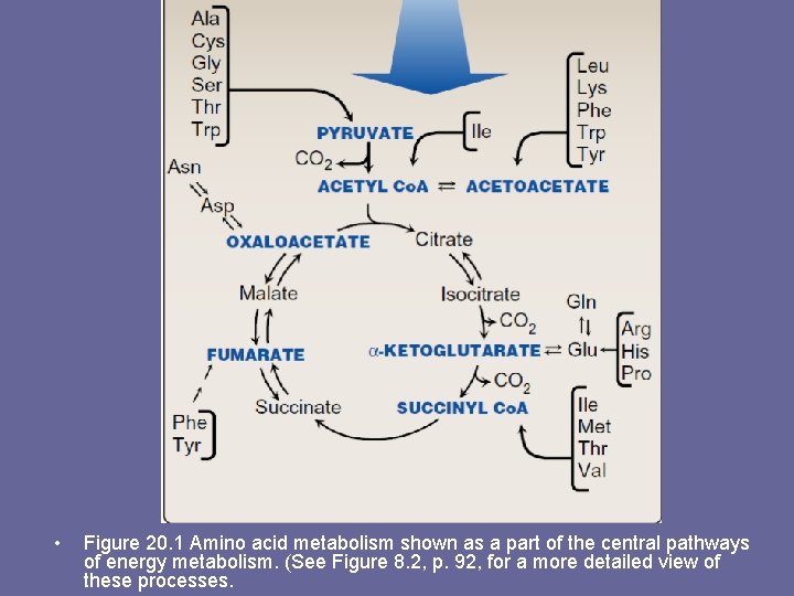  • Figure 20. 1 Amino acid metabolism shown as a part of the