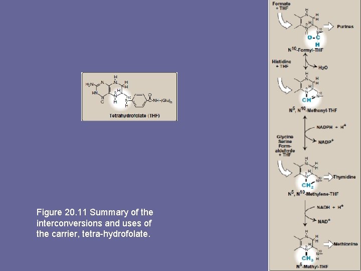 Figure 20. 11 Summary of the interconversions and uses of the carrier, tetra-hydrofolate. 