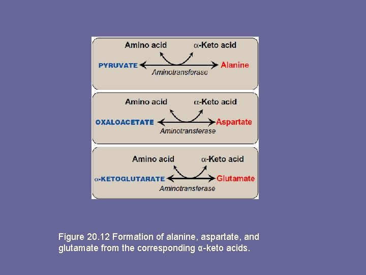 Figure 20. 12 Formation of alanine, aspartate, and glutamate from the corresponding α-keto acids.