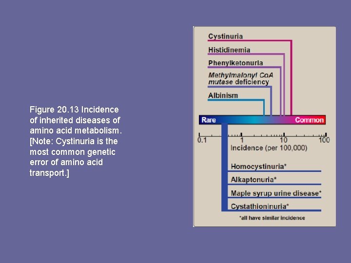 Figure 20. 13 Incidence of inherited diseases of amino acid metabolism. [Note: Cystinuria is