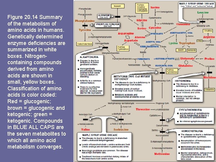 Figure 20. 14 Summary of the metabolism of amino acids in humans. Genetically determined