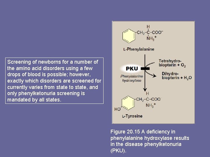 Screening of newborns for a number of the amino acid disorders using a few