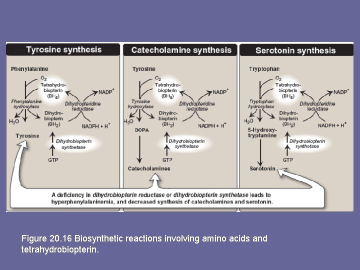 Figure 20. 16 Biosynthetic reactions involving amino acids and tetrahydrobiopterin. 