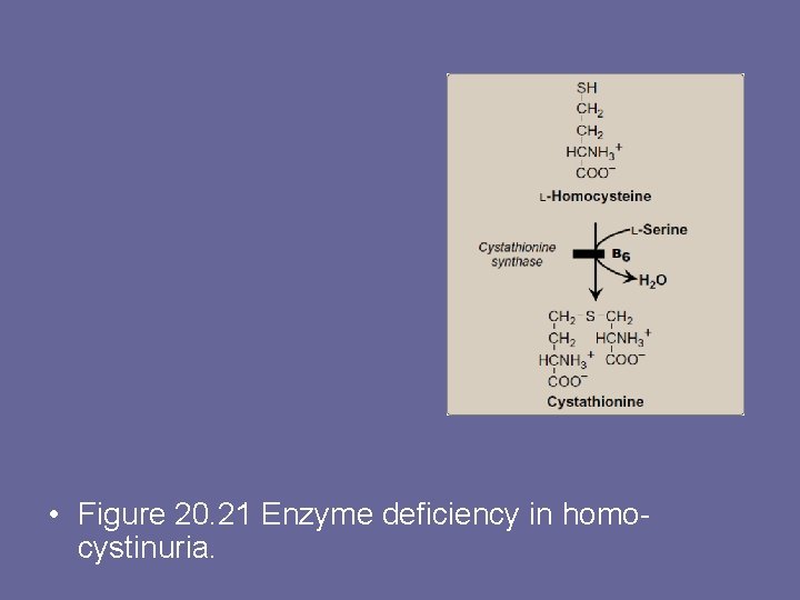  • Figure 20. 21 Enzyme deficiency in homocystinuria. 