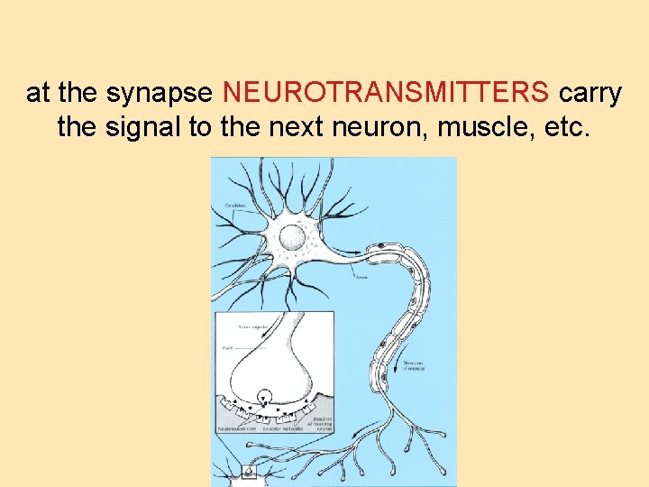 at the synapse NEUROTRANSMITTERS carry the signal to the next neuron, muscle, etc. 