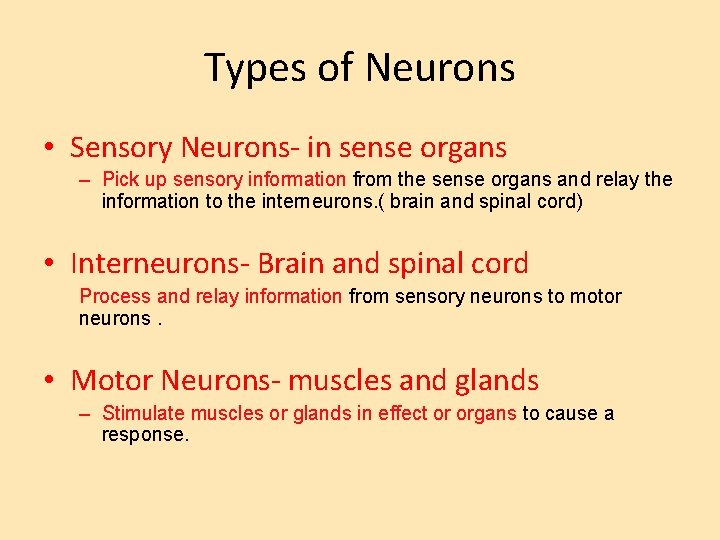 Types of Neurons • Sensory Neurons- in sense organs – Pick up sensory information