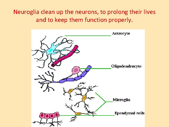 Neuroglia clean up the neurons, to prolong their lives and to keep them function