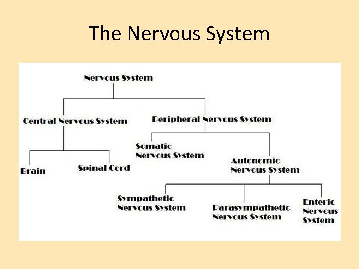 The Nervous System 
